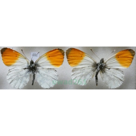 Anthocharis cardamines (Linnaeus, 1758) 2xmale Zorzynek rzeżuchowiec Poland48f